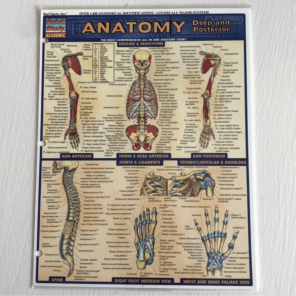 Anatomy Deep and Posterior Most Comprehensive All in One Anatomy Fold Out Chart